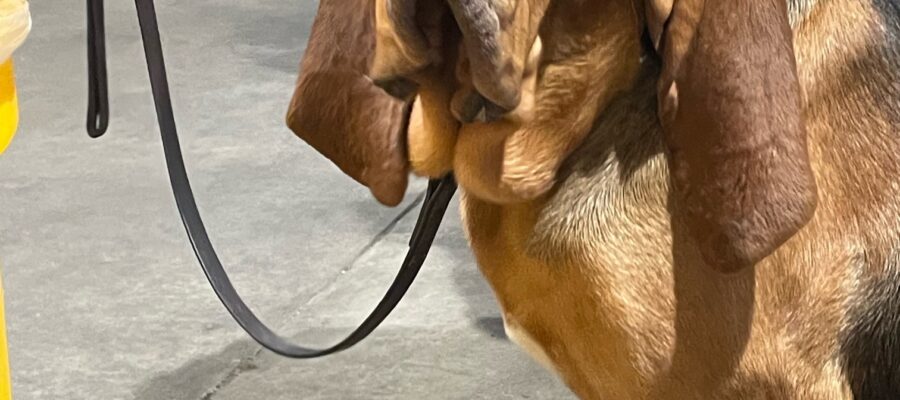 basic information about the dog breed bloodhound