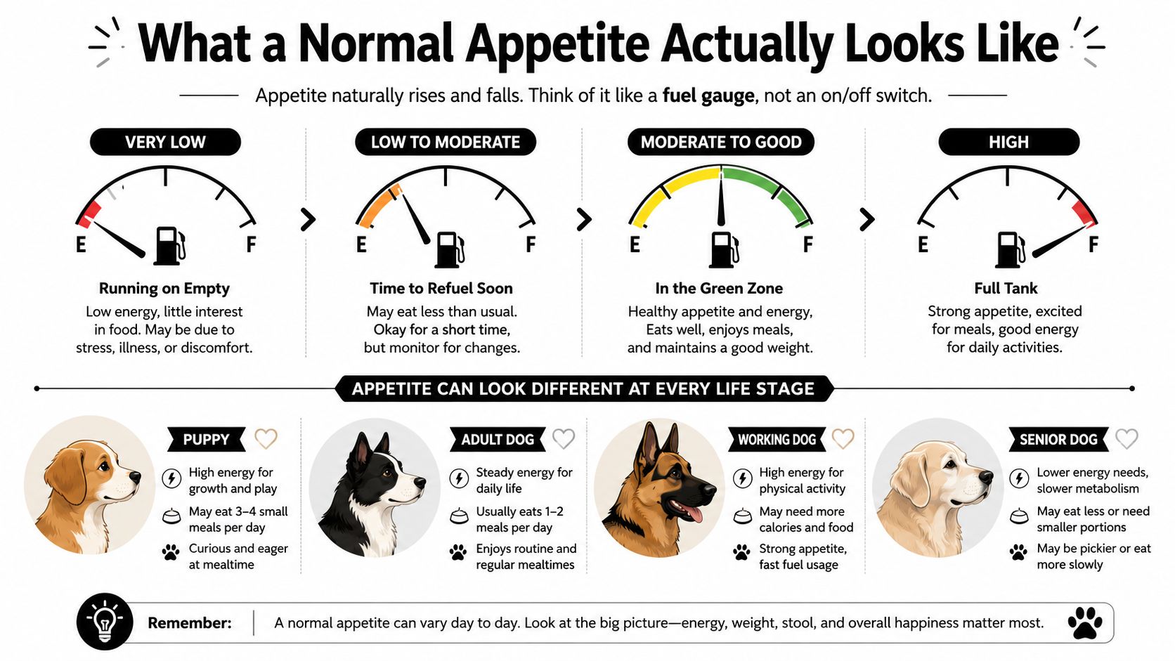 An infographic illustrating what a normal appetite looks like for dogs at different life stages.