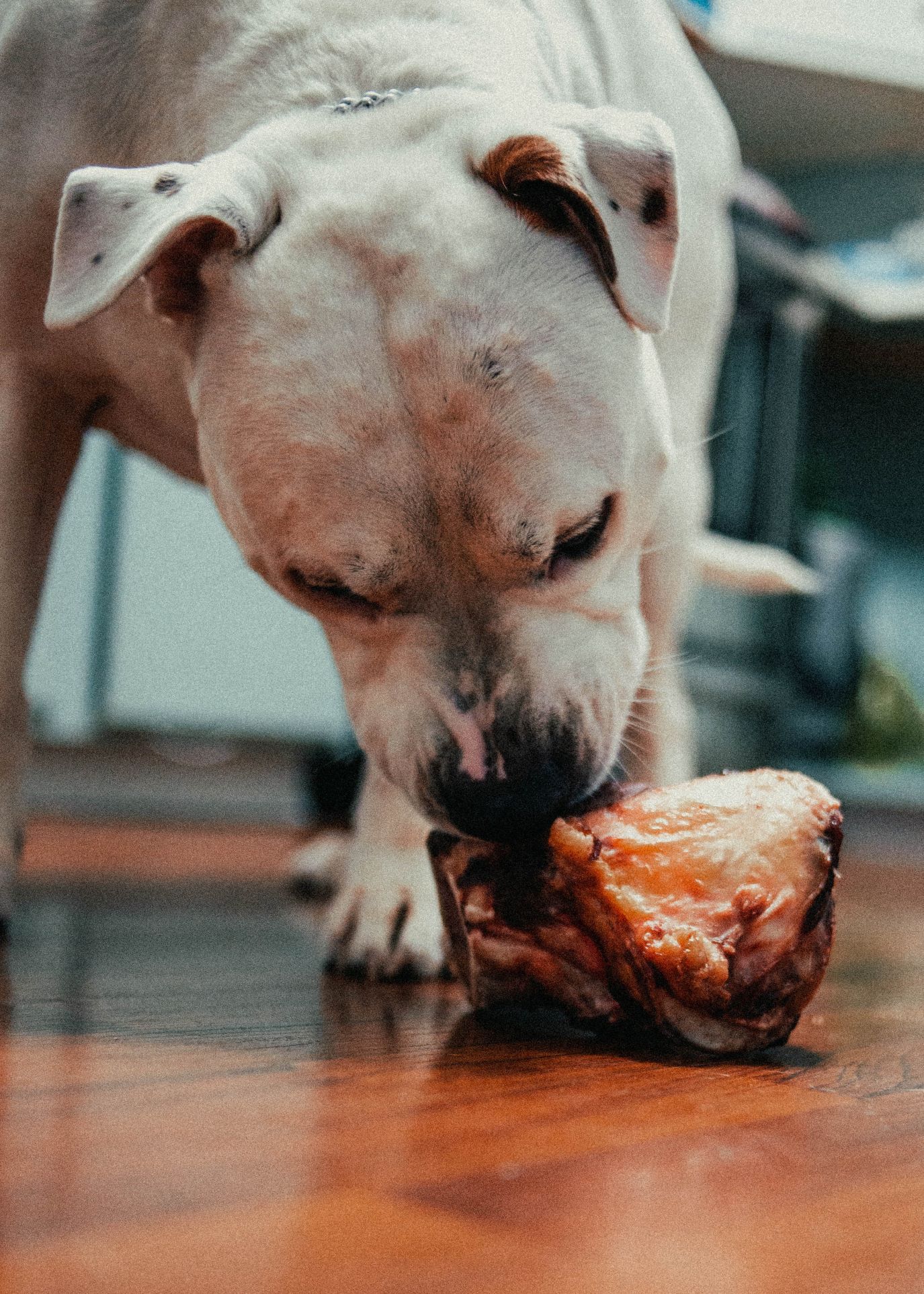 is beef heart good for dogs