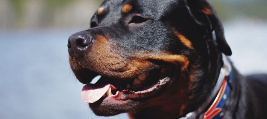 rottweiler dog breed overview