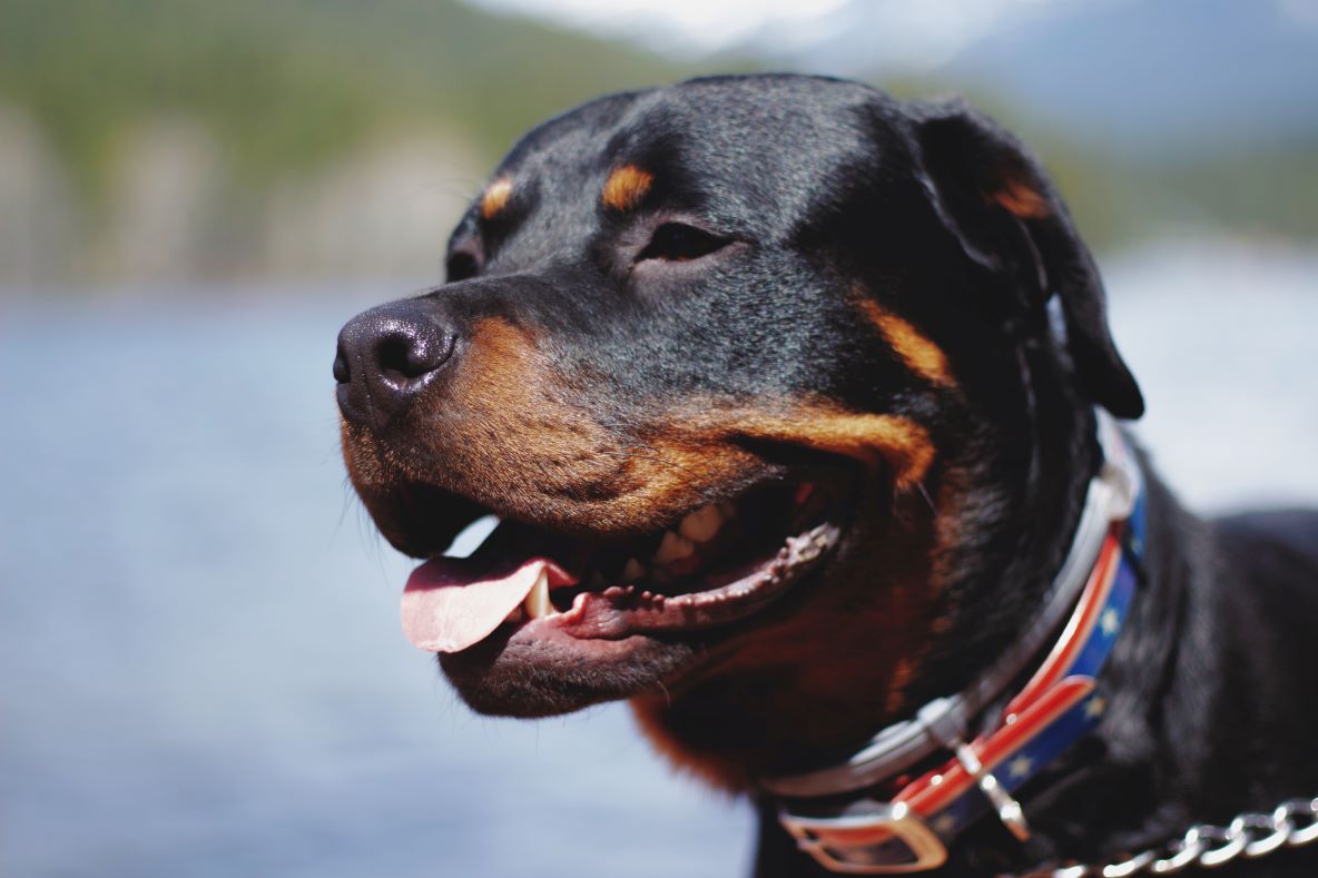 rottweiler dog breed overview