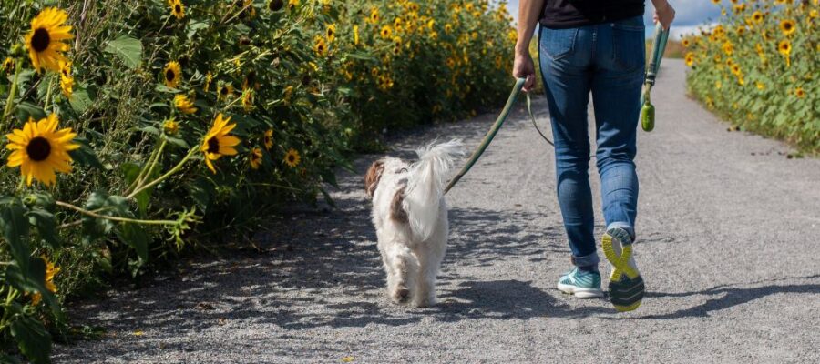 routine exercise for dogs