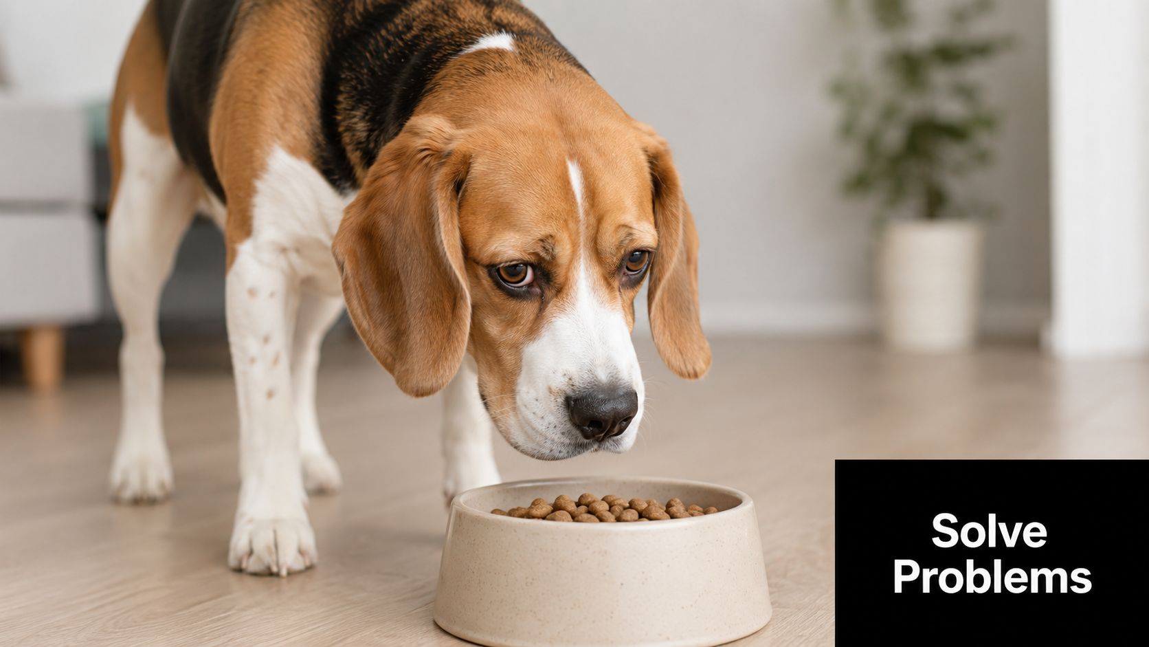 A cute beagle standing over a ceramic bowl filled with dry kibble on a wooden floor.