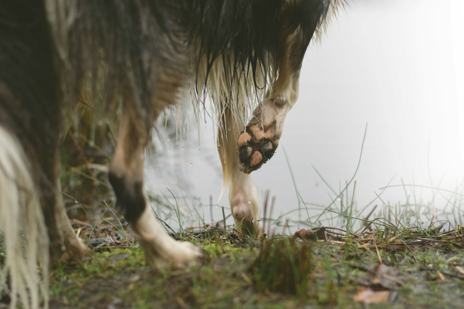 what to do when your dog raises a paw
