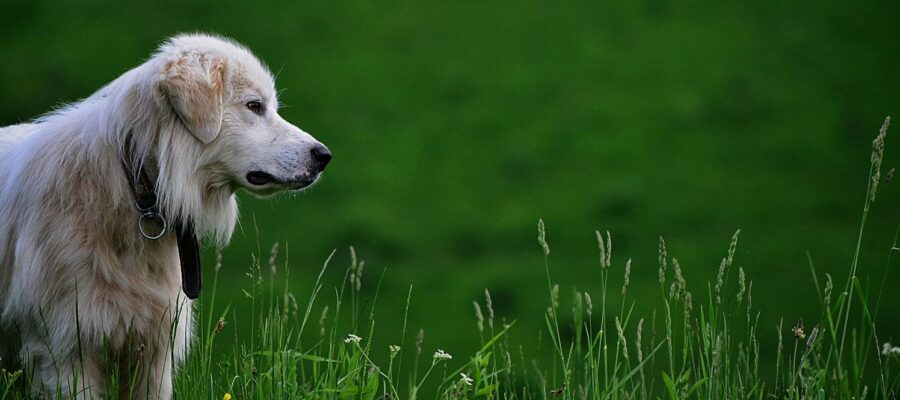 why do dogs eat grass